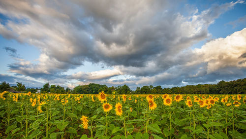 Scenic view of oilseed rape field against cloudy sky