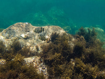 View of coral swimming in sea