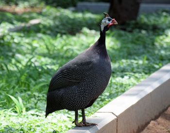 Close-up of peacock