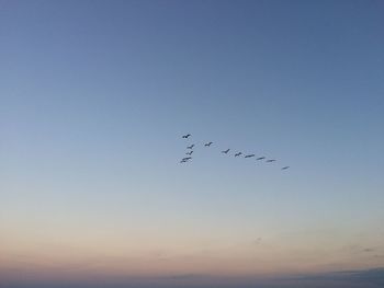 Low angle view of birds flying in v-formation during sunset