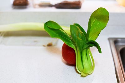 Close-up of green leaves on table