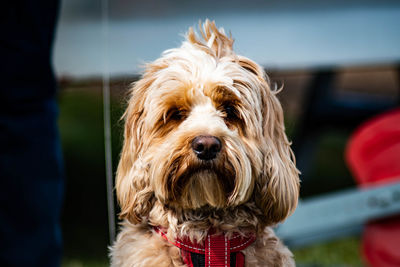 Close-up portrait of dog outdoors