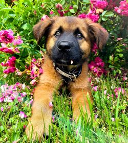 Portrait of dog with flowers