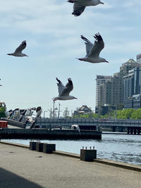 Seagulls flying in city