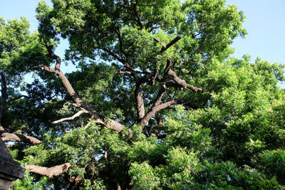 Low angle view of trees