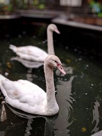 Swan floating on lake