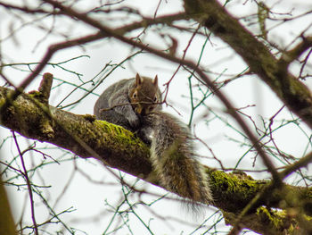 Low angle view of squirrel on tree