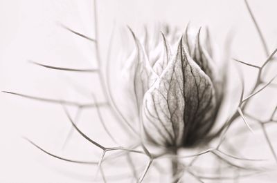 Close-up of nigella flower against white background