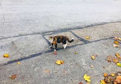 High angle view of dog on street