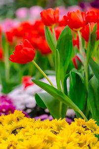 Close-up of yellow tulips