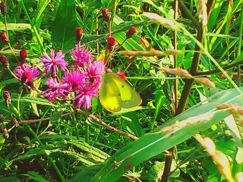 Close-up of pink flowers