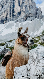 View of dog on rock against snowcapped mountains