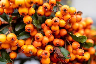 Tree of seabuckthorn with ripe berries on the branches