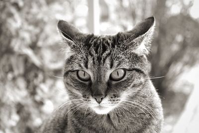 Close-up portrait of tabby cat