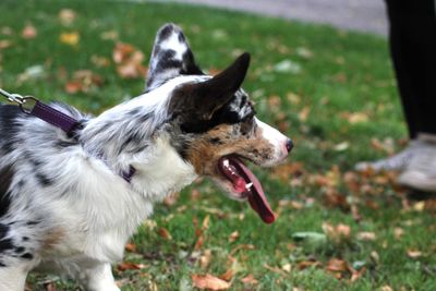 Pembroke welsh corgi 