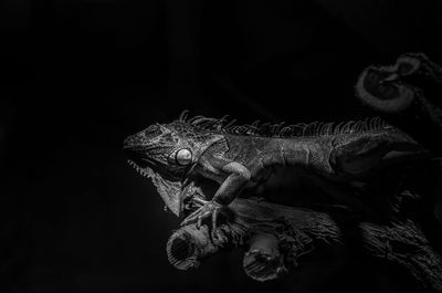 Close-up of a reptile against black background