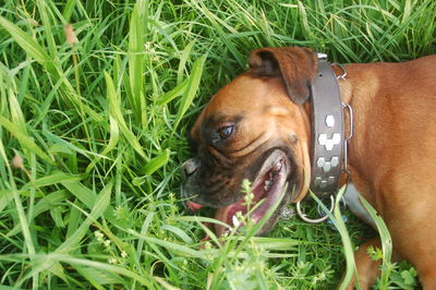 Dog on grassy field