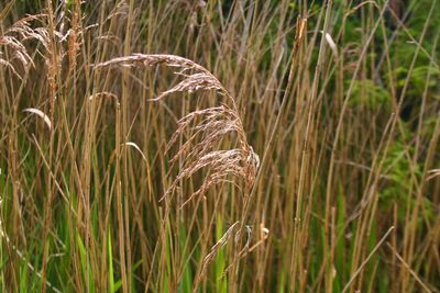 Close-up of stalks in field