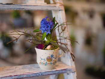 Close-up of potted plant on table