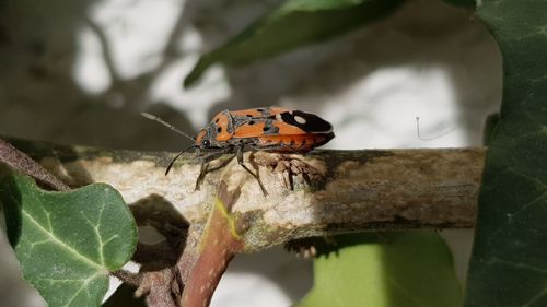 Close-up of ladybug on plant