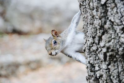 Squirrel by tree trunk