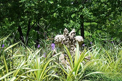 View of flowering plants on field