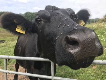 Cows in a field