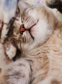 Close-up of cat sleeping