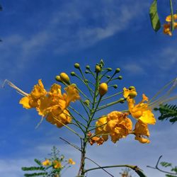 Low angle view of yellow flowering plant against blue sky