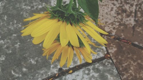 High angle view of yellow flower blooming outdoors