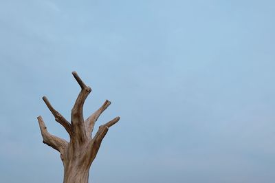 Low angle view of bare tree against clear sky