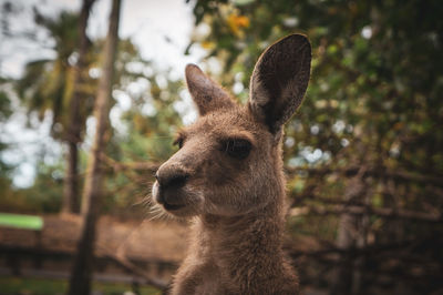 Close-up of an animal on land