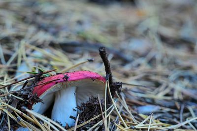 Close-up of wilted plant growing on field