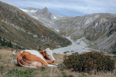 Cows sitting on land