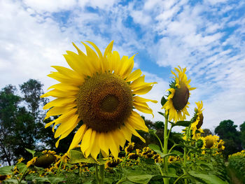 Close-up of yellow sunflower against sky