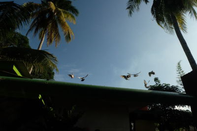 Flock of birds against sky at night