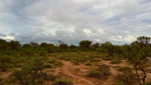 Trees in forest against sky