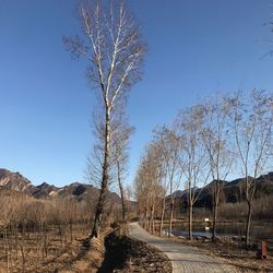 Bare trees on landscape against clear blue sky