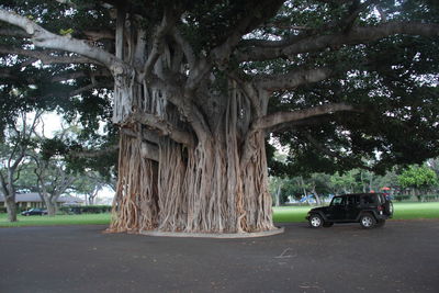 Trees on field by road in city