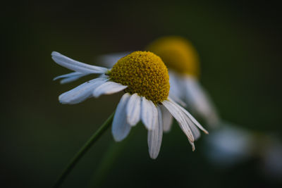 Close-up of fresh white flower against black background