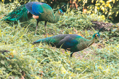 Close-up of peacock
