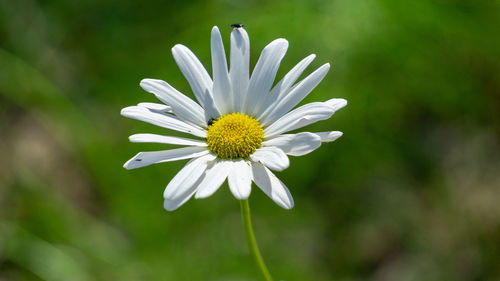 Close-up of white daisy flower