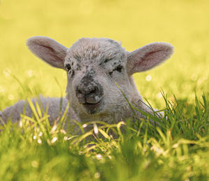 Close-up portrait of a new born lamb on field