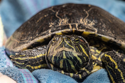 Close-up of turtle