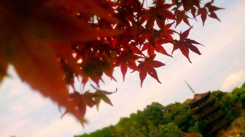 Low angle view of tree against sky