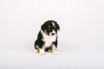 Portrait of puppy on white background