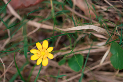 Close-up of yellow flowers blooming outdoors