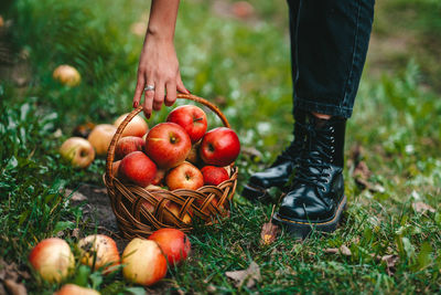 Low section of man with fruits in basket on field