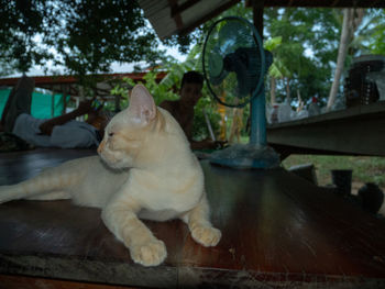 Cat relaxing on table