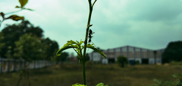 Close-up of plant growing on field against sky